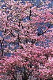 任天堂正在严查eShop中无码裸露与成人主题内容